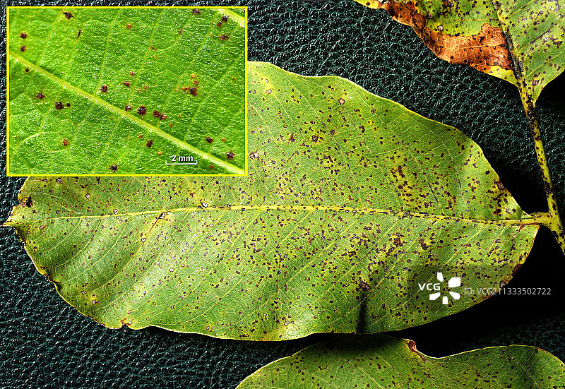 胡桃树叶上的污染物图片素材