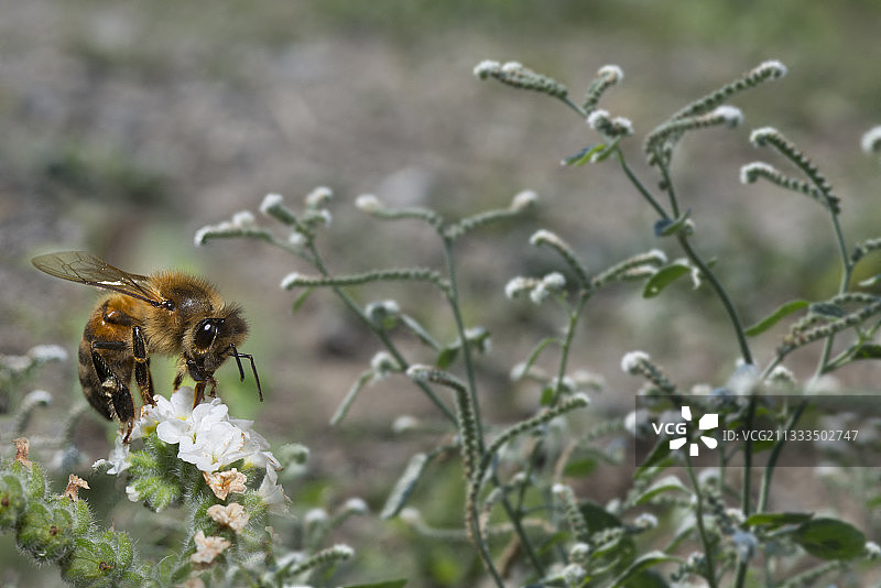蜜蜂采集欧洲天芥菜花朵（法国，普罗旺斯）图片素材