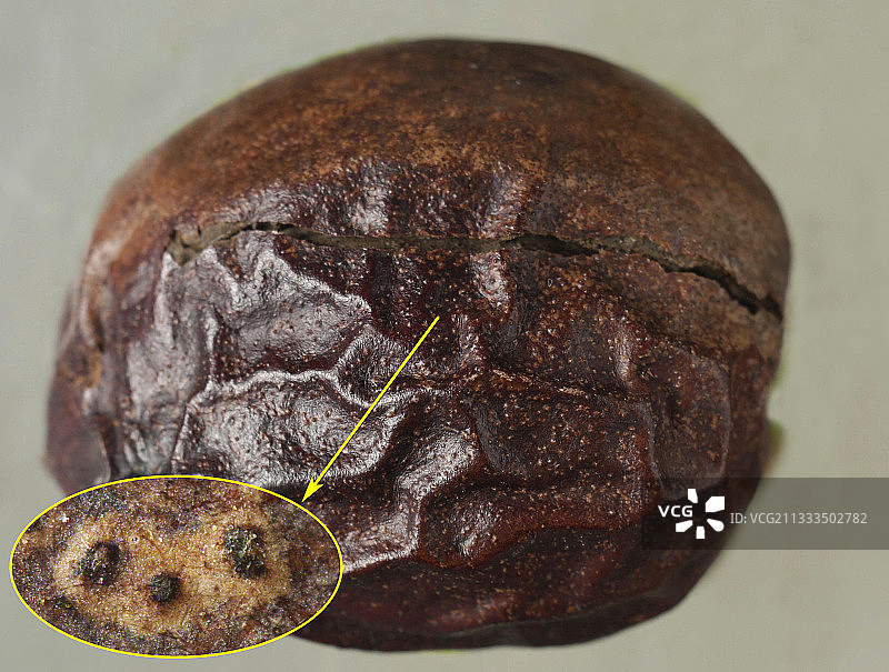 感染Ophiognomonia真菌的坚果图片素材