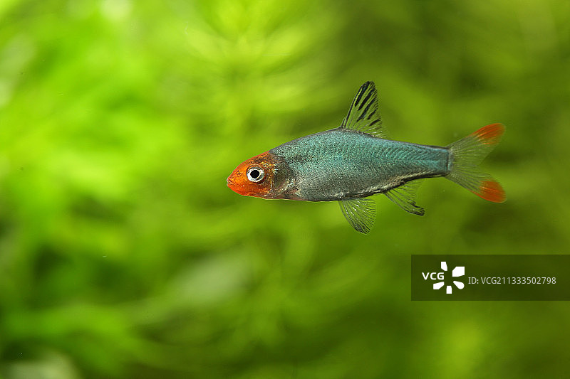 水族箱中的雄性索瓦巴鱼图片素材