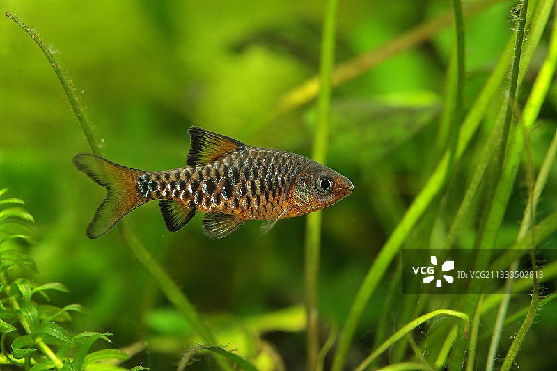 水族箱中雄性棋盘鱼侧影图片素材