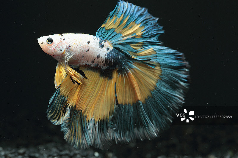 水族箱黑色背景上的半月花式暹罗斗鱼图片素材