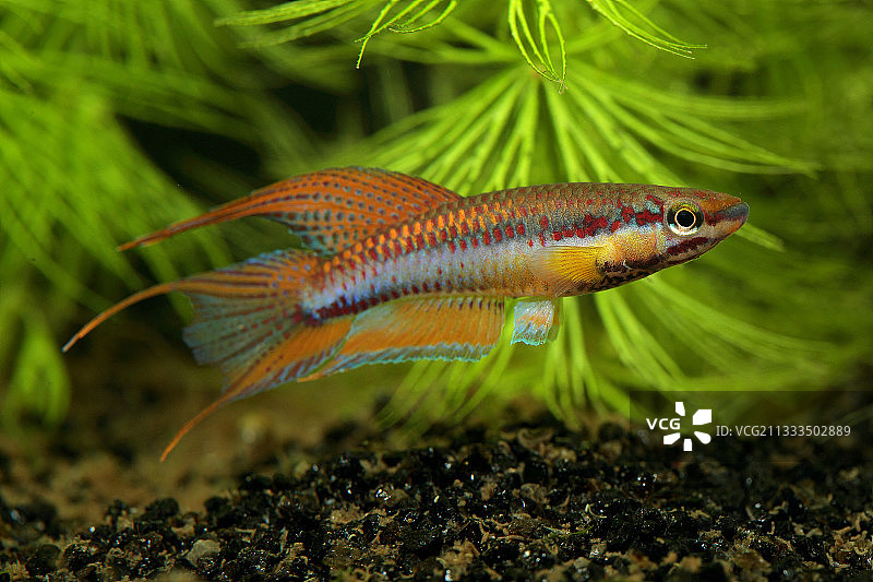 双带非洲鱂（Chromaphyosemion bitaeniatum）雄性展示图片素材