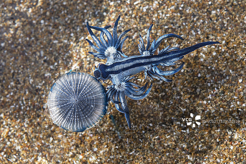 大西洋海神海蛞蝓。一种体长仅约2厘米的小型海蛞蝓，通常与葡萄牙战舰水母有关。加那利群岛特内里费岛的海洋无脊椎动物。图片素材