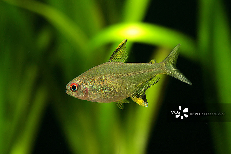 水族箱中的柠檬灯鱼图片素材
