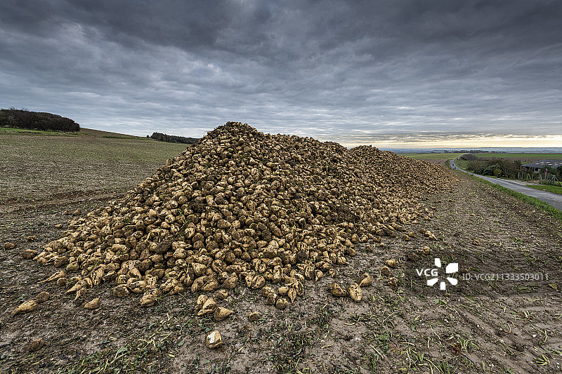 甜菜在秋季田地里收割，法国加来海峡省图片素材
