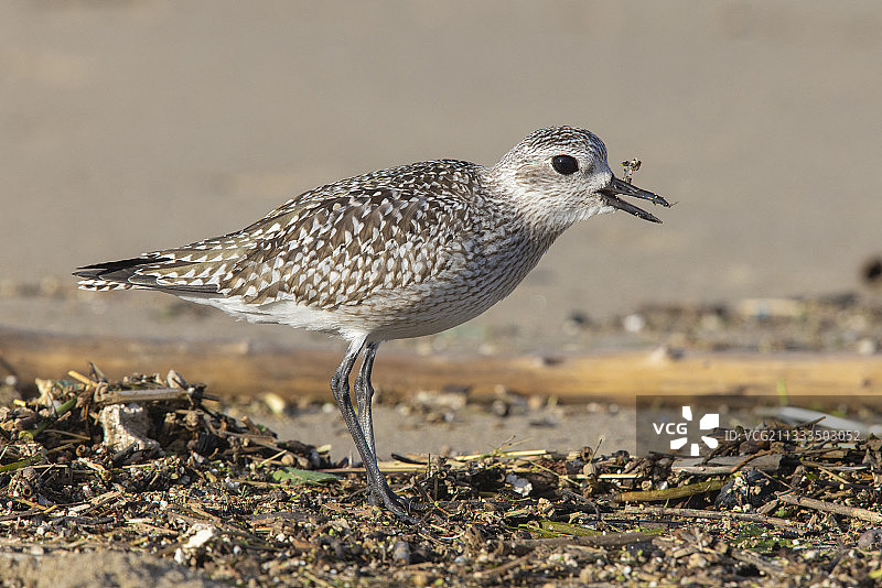 正在吞食鳗鱼的幼年灰斑鸻（Pluvialis squatarola）侧视图，意大利坎帕尼亚图片素材