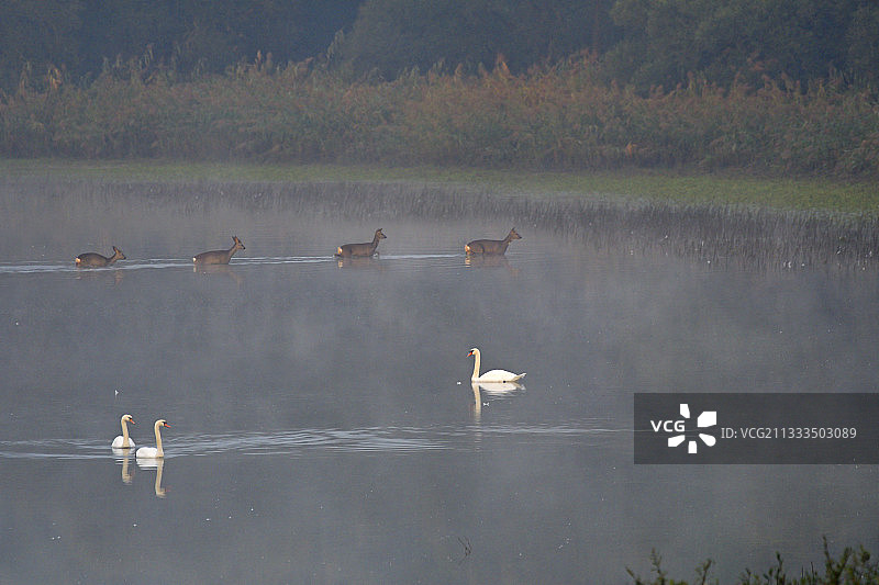 欧洲狍在法国阿尔萨斯明豪森的自然保护区三角洲图片素材