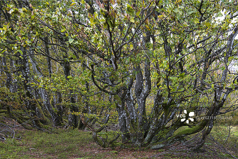法国孚日山脉地区自然公园海拔1100米的山毛榉林图片素材