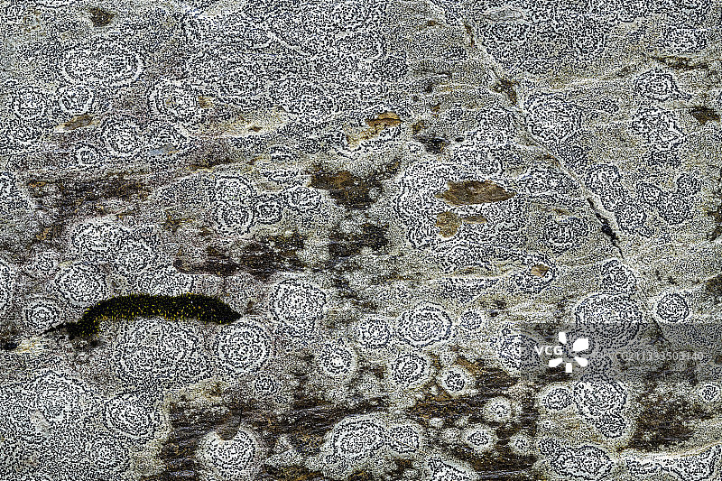 结壳的地衣，可能为（Lecanora atra），上于拜，上普罗旺斯阿尔卑斯省，法国图片素材