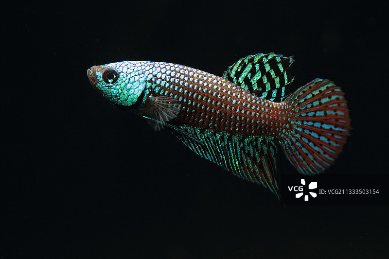 黑背景上的泰国斗鱼图片素材