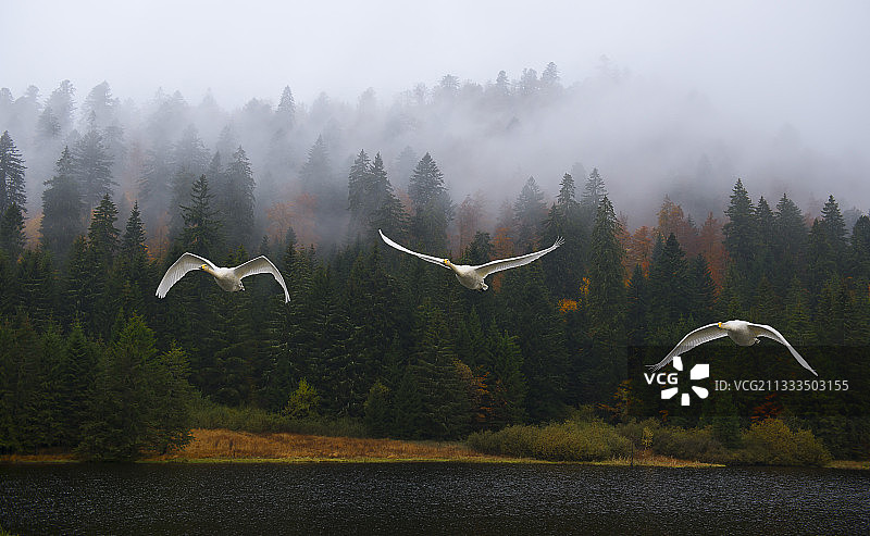 在迁徙飞行中的 Whooper 天鹅（学名：Cygnus cygnus），法国孚日气球区域自然公园图片素材