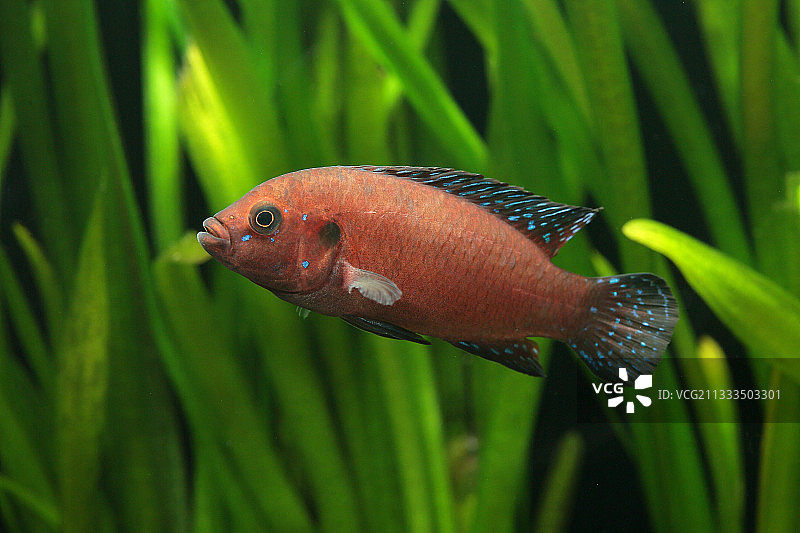 水族箱中的图尔卡纳宝石丽鱼（Hemichromis exsul）雄性图片素材
