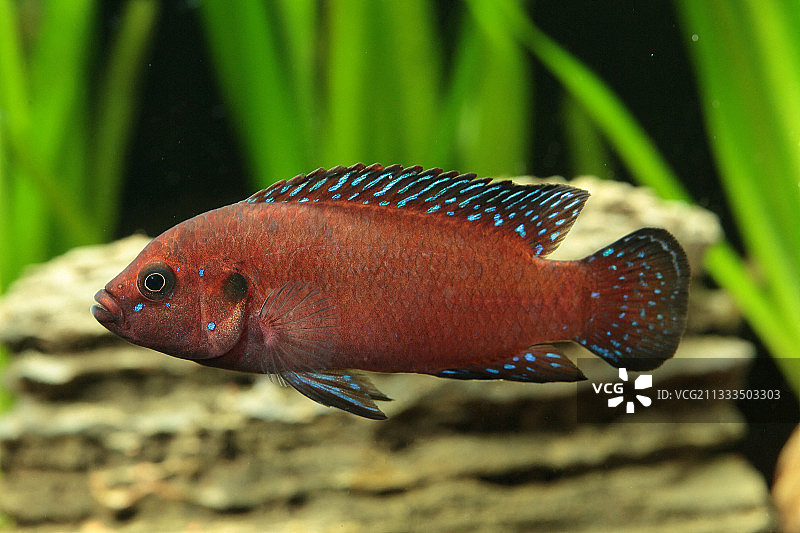 水族箱中的图尔卡纳宝石丽鱼（Hemichromis exsul）雄性图片素材