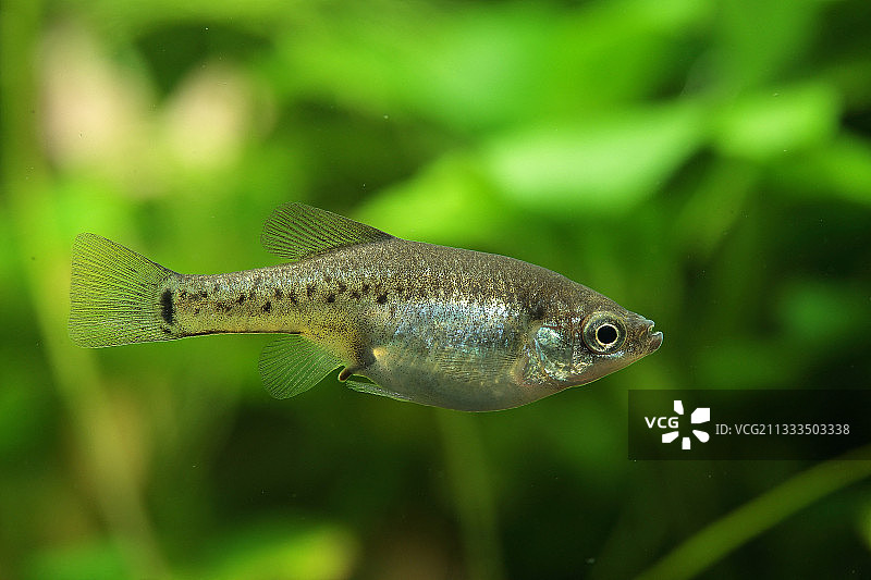 水族箱里的斑点斯基法雌鱼图片素材