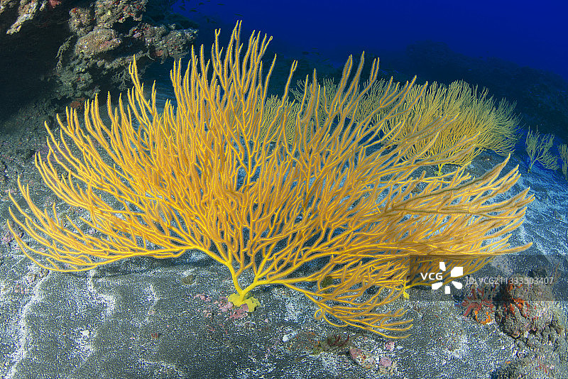 黄色海扇（Leptogorgia viminalis），加那利群岛拉戈梅拉岛的水下背景图片素材