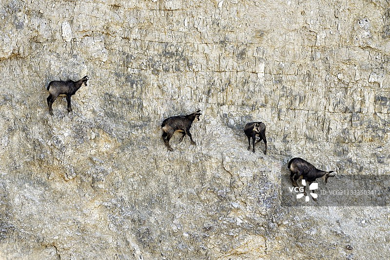 法国杜省马泰的石矿场中的阿尔卑斯羚羊图片素材