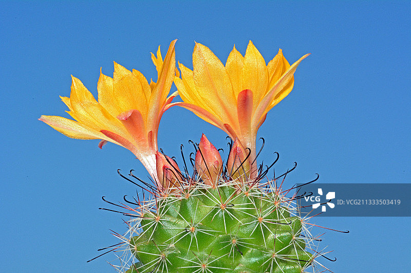 蓝色背景上的 Mammillaria sp 花朵图片素材
