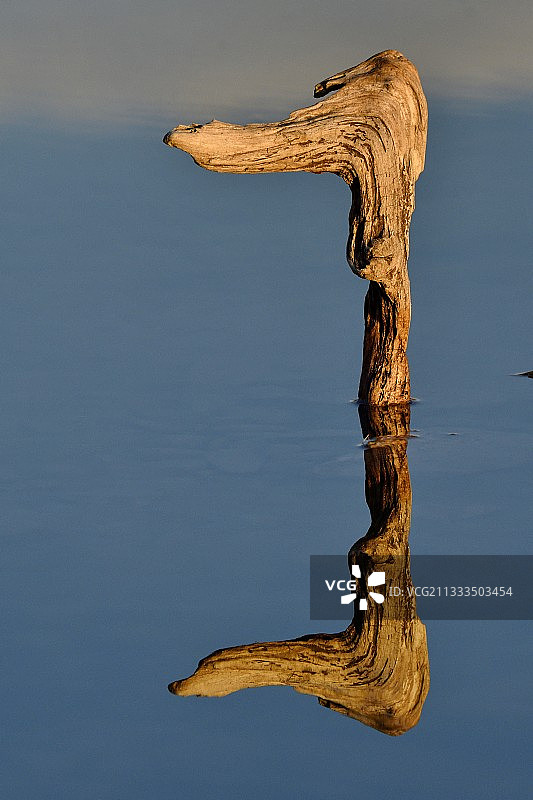 水中树根倒影，杜省，法国图片素材