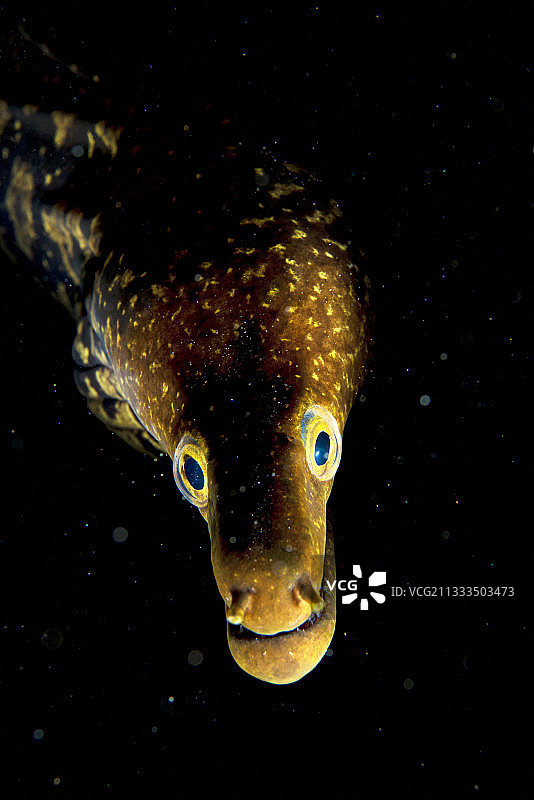 虎鳗，加那利群岛的鱼类。图片素材