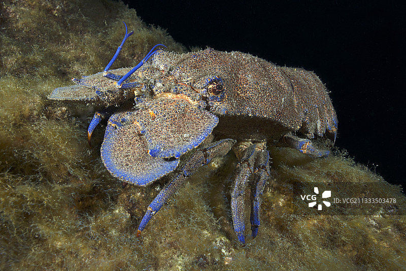 海岛龙虾，耶罗岛，加那利群岛图片素材