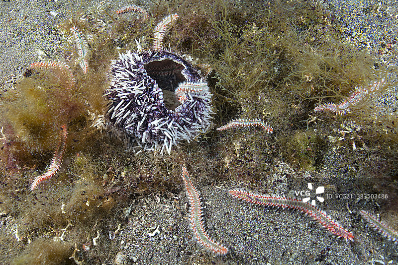 火虫捕食海胆（加那利群岛，特内里费岛的无脊椎动物）图片素材