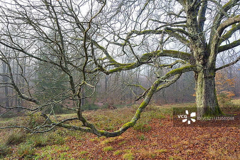 冬季的栗树，位于德国巴伐利亚州斯佩萨特图片素材