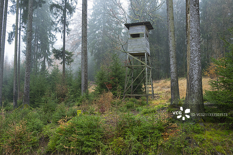 在德国黑森州斯佩萨特云杉林中狩猎图片素材