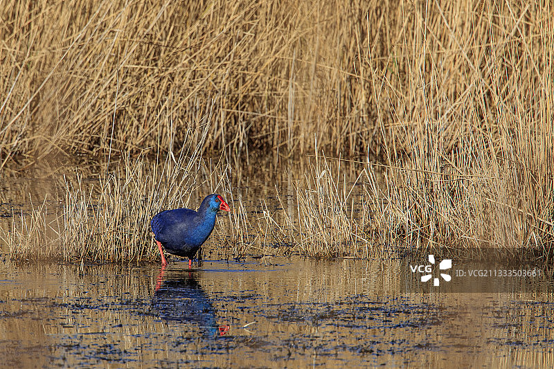 法国卡马格池塘中的紫水鸡图片素材