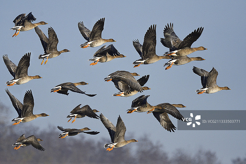 飞行中的豆雁，法国阿尔萨斯绍尔三角洲自然保护区图片素材