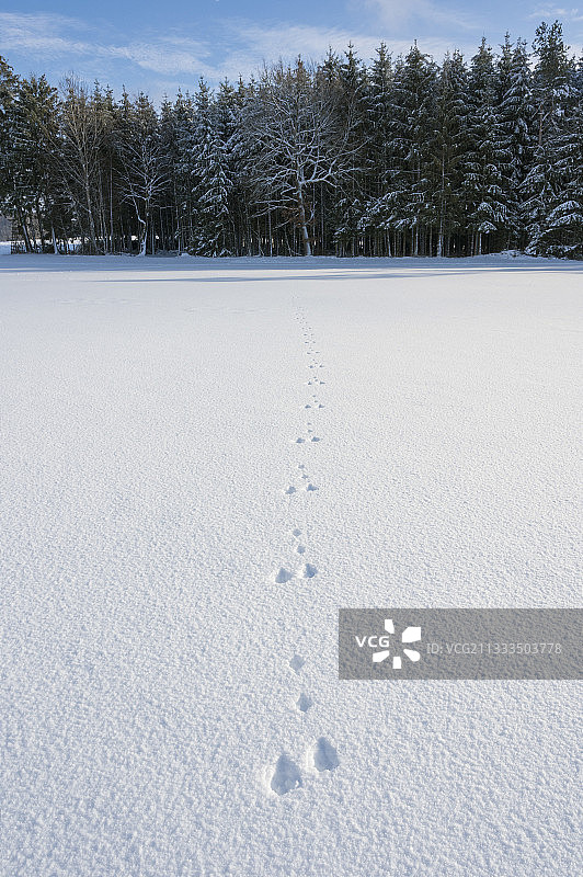 欧洲棕兔的踪迹，德国黑森州奥登瓦尔德图片素材