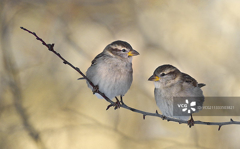 树枝上的雌性麻雀（法国北部孚日地区自然公园）图片素材