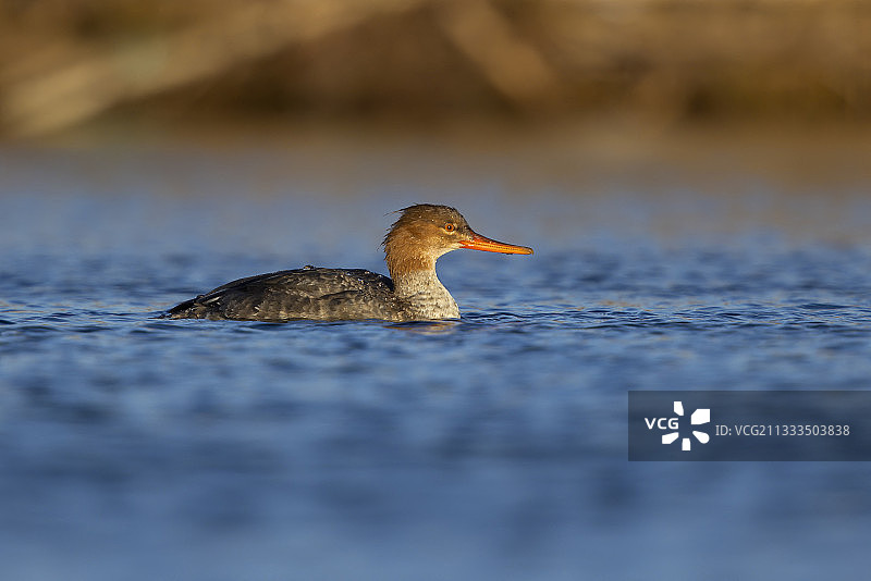 红胸秋沙鸭，菲乌米奇诺，罗马，2021年1月图片素材