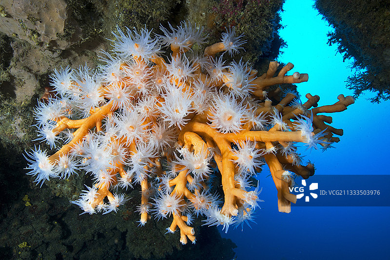 加那利群岛海底橙色珊瑚图片素材