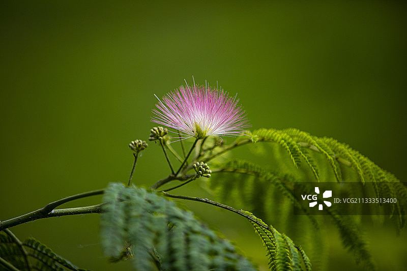 合欢花图片素材