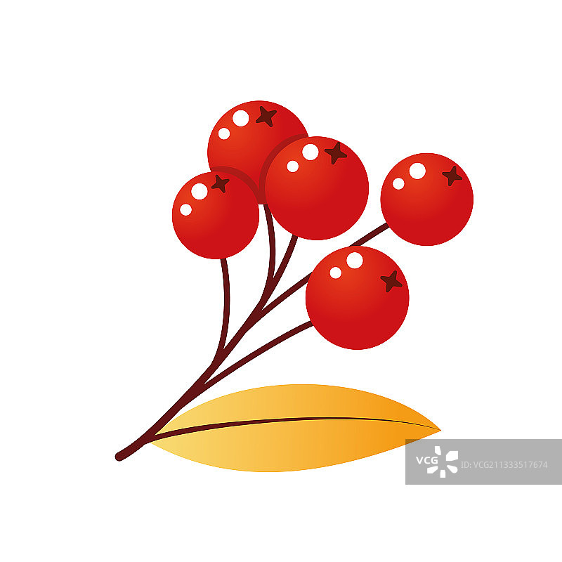 带有树叶和浆果的花楸树枝图片素材