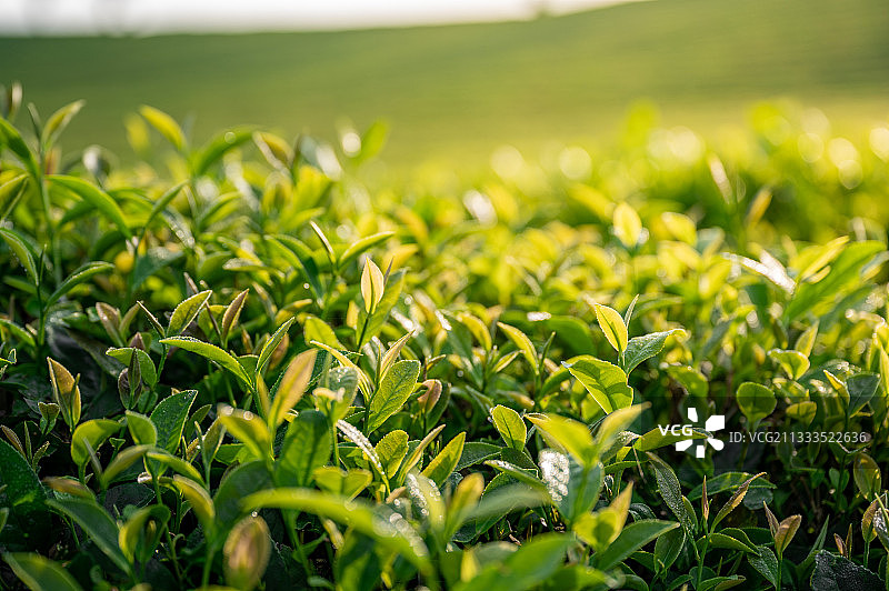 晴朗夏日早晨茶园内长着嫩芽的茶叶图片素材