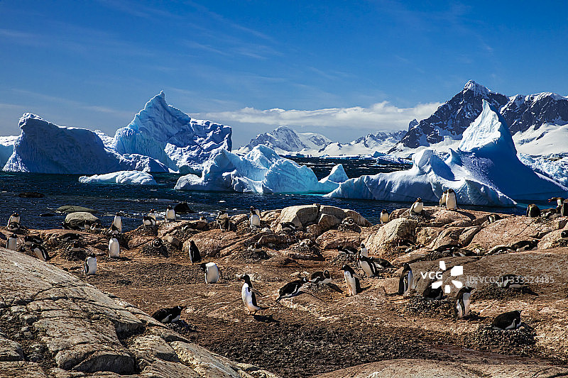 南极企鹅家园图片素材