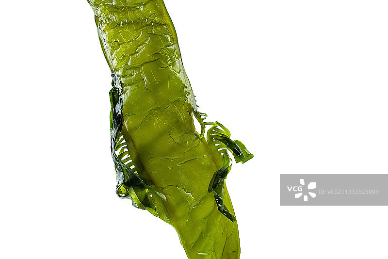 白背景上一条新鲜绿色海白菜梗图片素材