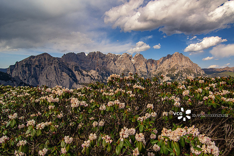 甘南藏族自治州高原高山湖泊“骨麻湖”边的枇杷花开了图片素材