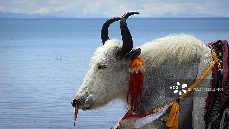纳木错湖边的白色牦牛图片素材