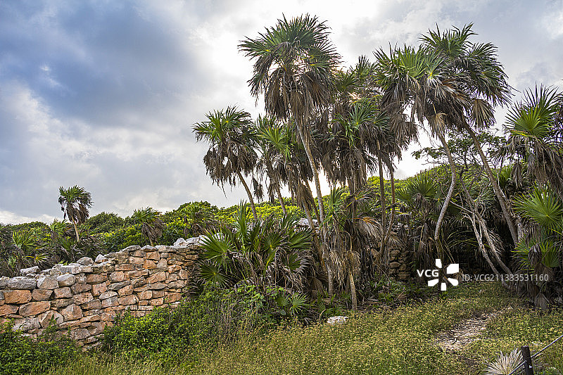 墨西哥尤卡坦半岛金塔纳罗奥州图卢姆玛雅遗址上的棕榈树图片素材
