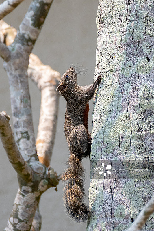 赤腹松鼠图片素材