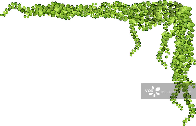 垂挂的绿色藤蔓图片素材
