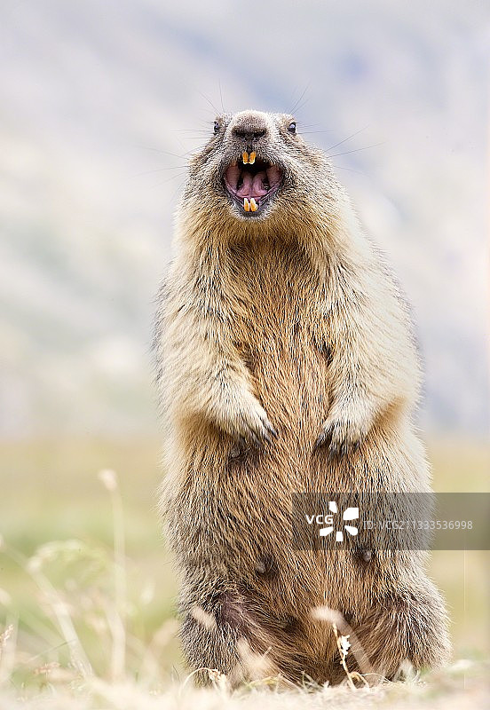 帮助我（瓦尔萨瓦拉恩切，瓦莱达奥斯塔，意大利）图片素材