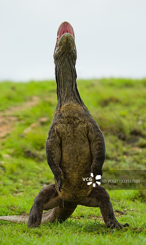 科莫多巨蜥后腿直立图片素材