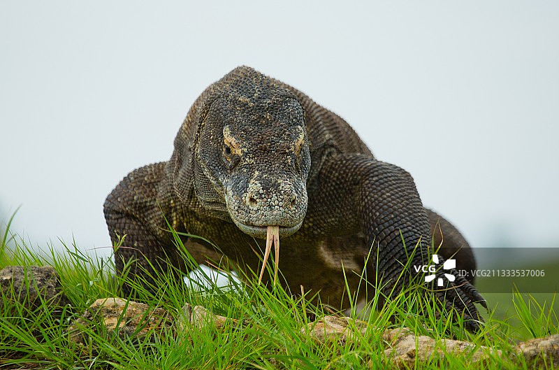 科莫多龙在地面上，有趣的视角。图片素材