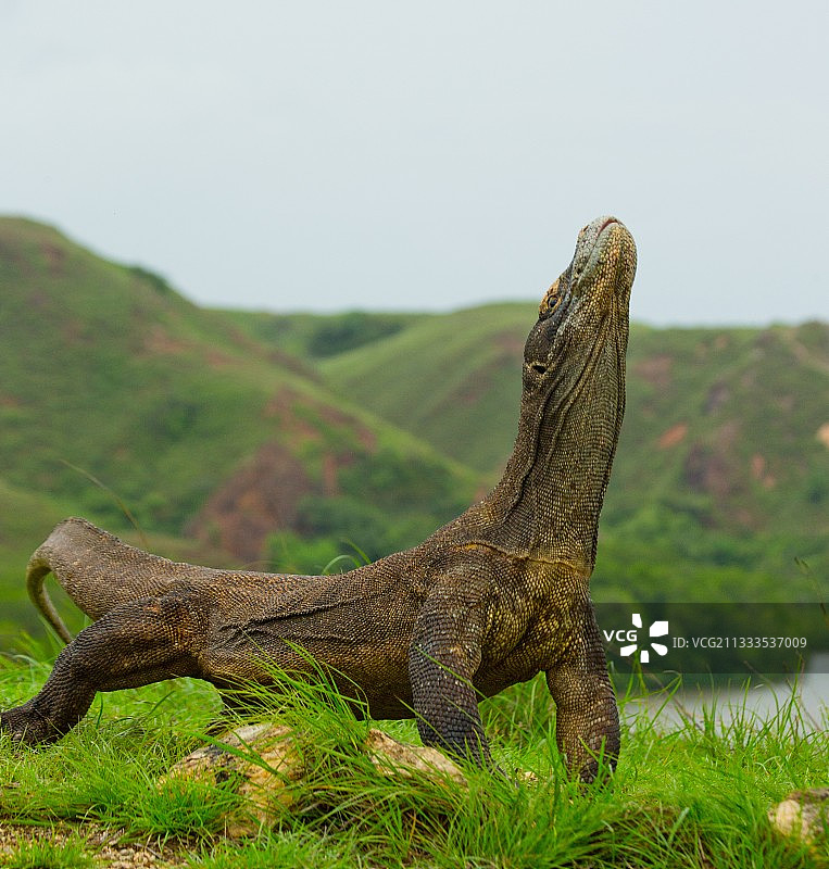 坐在地上的科莫多巨蜥图片素材
