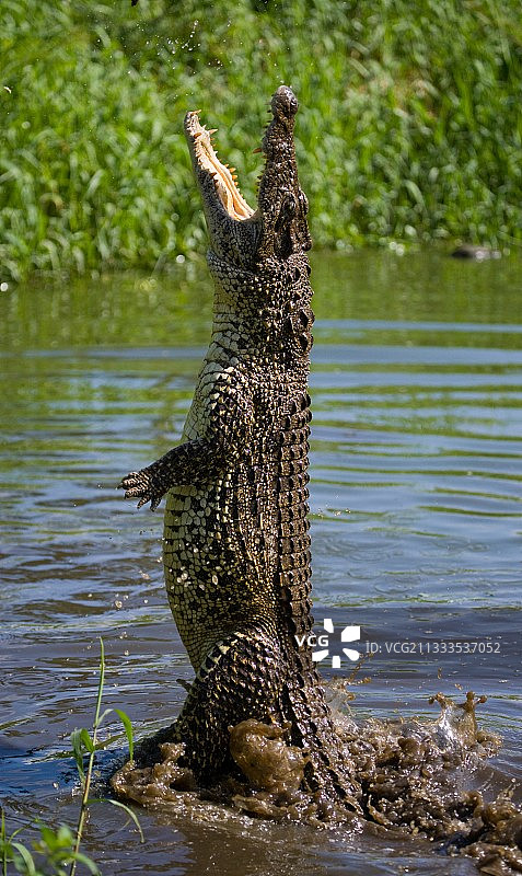 古巴鳄鱼跃出水面珍稀瞬间图片素材