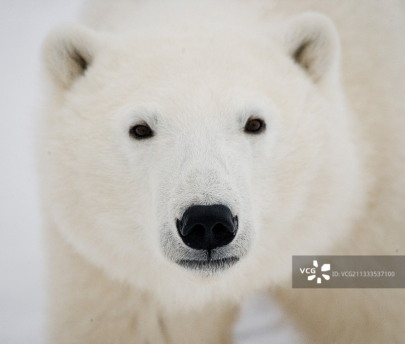 北极熊特写肖像，加拿大图片素材
